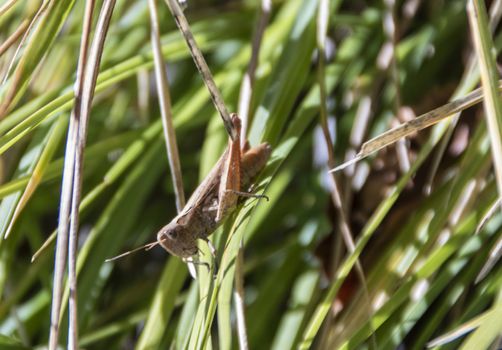 cricket in a grass field of Abruzzo national parl, Italy