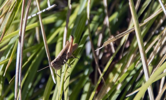 cricket in a grass field of Abruzzo national parl, Italy