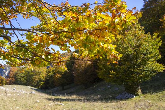 sunny valley in Abruzzo national park in autumn, Italy 