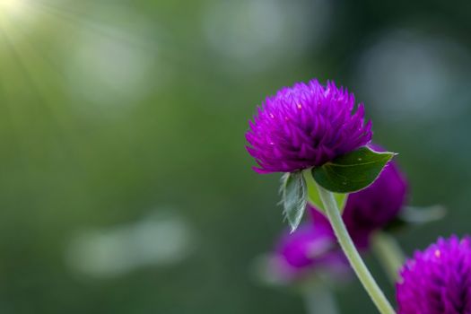 A flowers of Purple Grobe Amaranth or Bachelor's Button with sun light