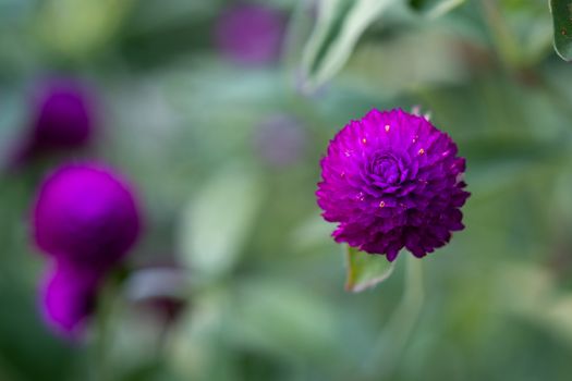 The Top view of flowers of Purple Grobe Amaranth or Bachelor's Button