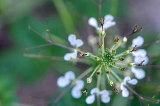 The Selected focus green center of Cleome viscosa plant and white flower with blur background