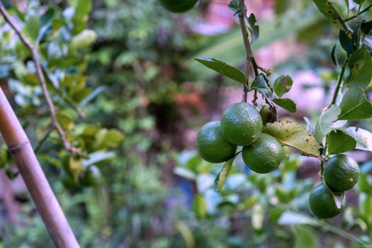 The Lime tree in the farm. Raw lime vegetables in nature organic farm