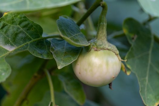 The Selected focus closeup Thai eggplant on the tree In the garden