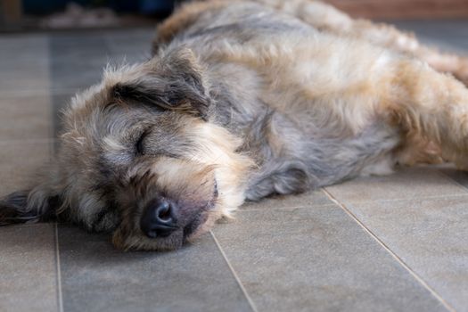 A Dog pet sleep lazy lay down canine sit concept.