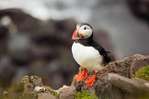 The beautiful Puffin a rare bird specie photographed in Iceland