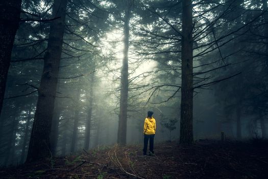 Female traveler enjoying the forest on a foggy morning