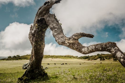 Beautiful landscape view of a trunk of a ancient tree