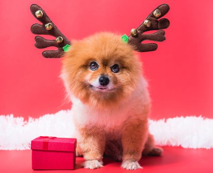Closeup Chihuahua dog funny portrait in reindeer, christmas deer costume on red background