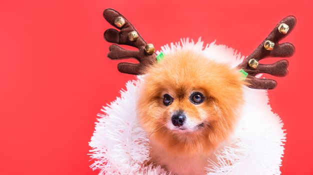 Closeup Chihuahua dog funny portrait in reindeer, christmas deer costume on red background