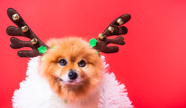 Closeup Chihuahua dog funny portrait in reindeer, christmas deer costume on red background