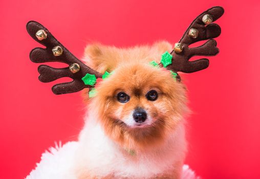 Closeup Chihuahua dog funny portrait in reindeer, christmas deer costume on red background