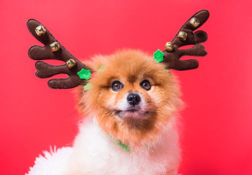 Closeup Chihuahua dog funny portrait in reindeer, christmas deer costume on red background