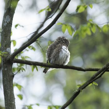 Cute Pygme owl in super green forest surroundings, Bialowieza, Poland