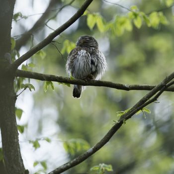 Cute Pygme owl in super green forest surroundings, Bialowieza, Poland