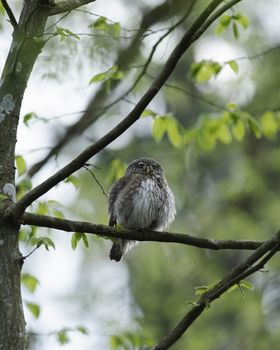 Cute Pygme owl in super green forest surroundings, Bialowieza, Poland