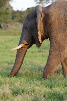 African Bush Elephant, Addo Elephant National Park, Eastern Cape, South Africa
