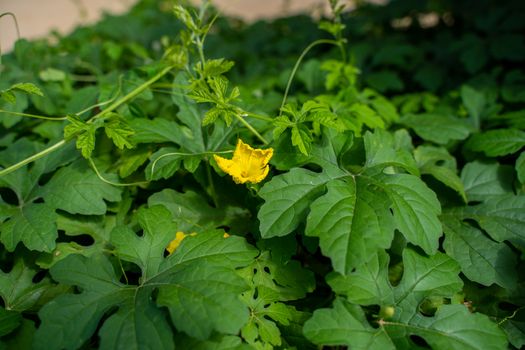 The Bitter melon vine in the garden. Summer sunny day.Two different types of Bitter melon vine