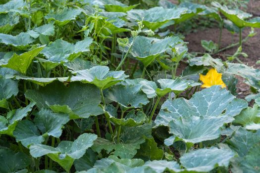 The Pumpkin vine in the garden. Summer sunny day.Two different types of pumpkin vine