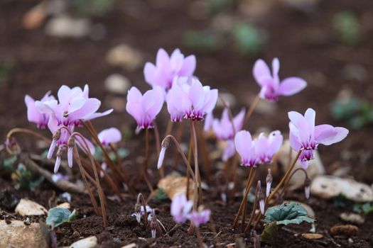 a small group of wild purple cyclamens