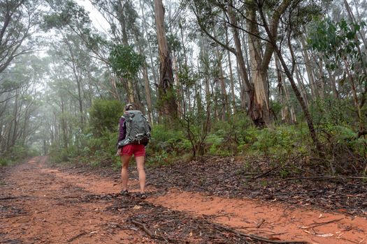 A female hiking in a forest of tall gum trees and eucalyptus with under canopy of ferns and shrubs treks on a dirt trail in cotton clothing and overjacket on a lightly foggy or misty day in Blue Mountains