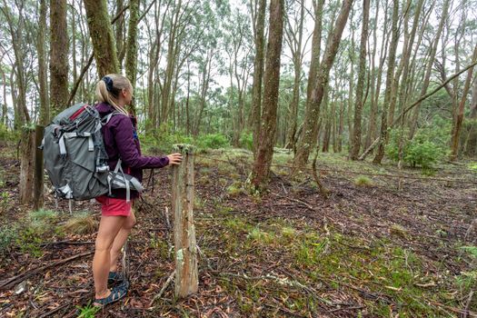 Woman stopped to view the lichens and mosses covering all the trees and fallen branches during  a bushwalk on a hiking trail through cool temperate forest of gums and eucalypts in Australia