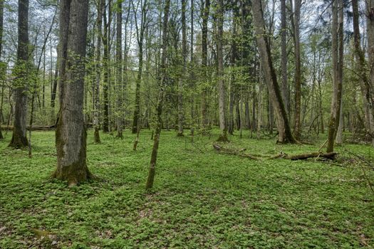 Beautiful view of Bialowieza, the only European primeval forest left, Poland