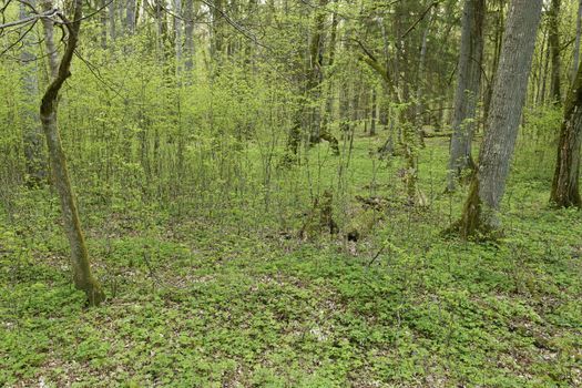 Beautiful view of Bialowieza, the only European primeval forest left, Poland