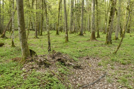 Beautiful view of Bialowieza, the only European primeval forest left, Poland