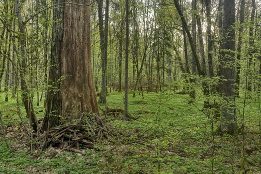 Beautiful view of Bialowieza, the only European primeval forest left, Poland