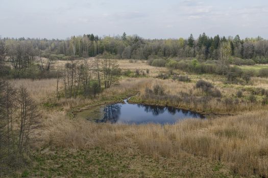 Beautiful view of Bialowieza, the only European primeval forest left, Poland