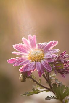 First frost, ice on flowers in late autumn. Hoarfrost on violet or pink chrysanthemum.