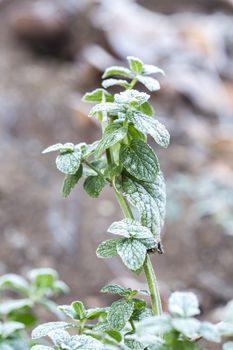Hoarfrost-covered leaves of mint. The first frosts, crystals of shallow ice on green leaves.