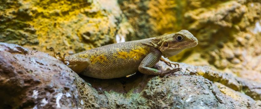 closeup of a common rock agama, tropical lizard from the desert of africa