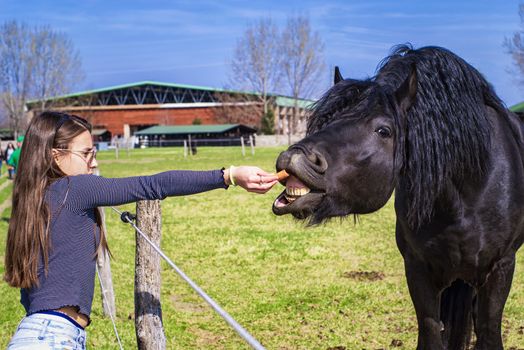 Girl feeds a black horse a carrot .Horse face close-up. Equestrian sport.