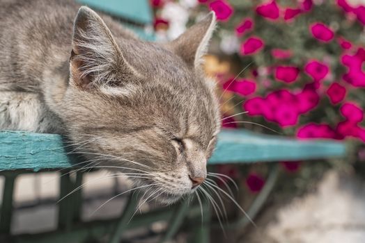 A gray cat sits on a wooden bench near the house.Cute gray cat sitting on a wooden bench outdoors . The cat has beautiful yellow eyes.