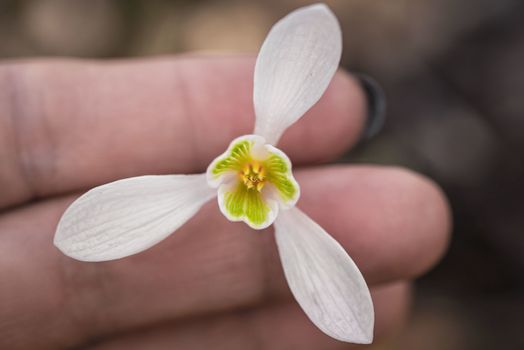 Snowdrop spring flowers. Galanthis in early spring gardens. Delicate Snowdrop flower is one of the spring symbols .The first early snowdrop flower.White snowdrop .