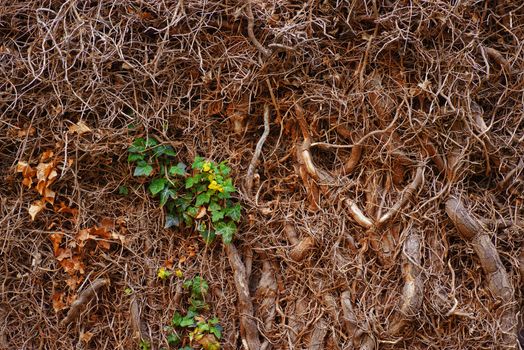 The roots of wild ivy on the wall. Background of ivy roots.The roots of the vines grow on trees.