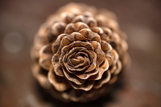 Fir cones in the form of roses.Cones. Cones in the form of roses. European larch.