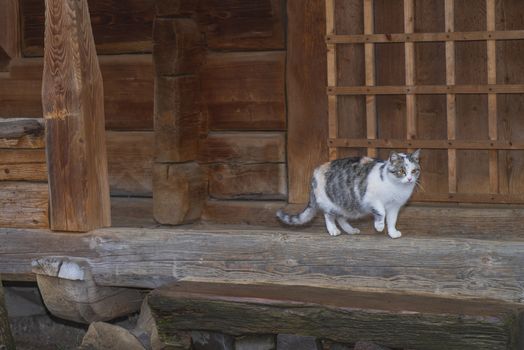 Cute gray cat sitting on a wooden bench outdoors .A gray cat sits on a wooden bench near the house.Three-color beautiful cat.