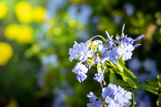 The background image of the colorful flowers, background nature