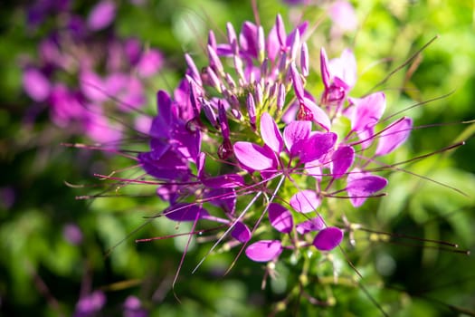 The background image of the colorful flowers, background nature