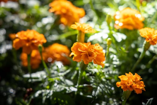 The background image of the colorful flowers, background nature