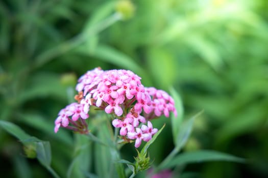 The background image of the colorful flowers, background nature