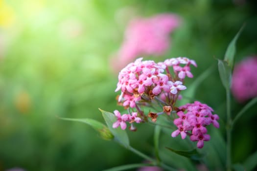 The background image of the colorful flowers, background nature