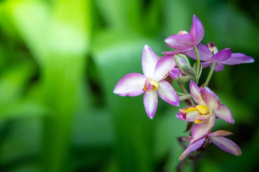 The background image of the colorful flowers, background nature