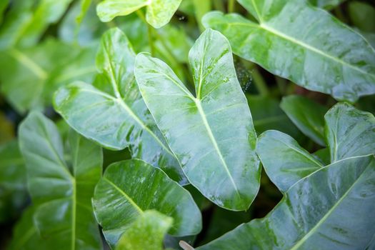 Close Up green leaf under sunlight in the garden. Natural background with copy space.