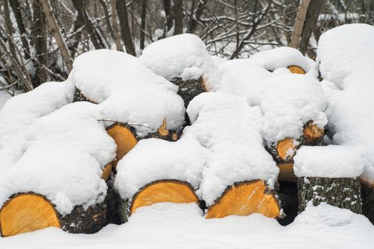 Row of logs lying on a ground covered with fresh thin snow cover