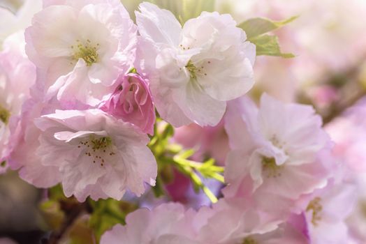 Spring Cherry blossoms, pink flowers