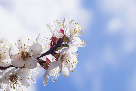 Spring day. A branch of cherry blossoms. Flowering apricot on a sunny day, cherry blossoms in spring.Close up flowers.Sakura against the blue sky.